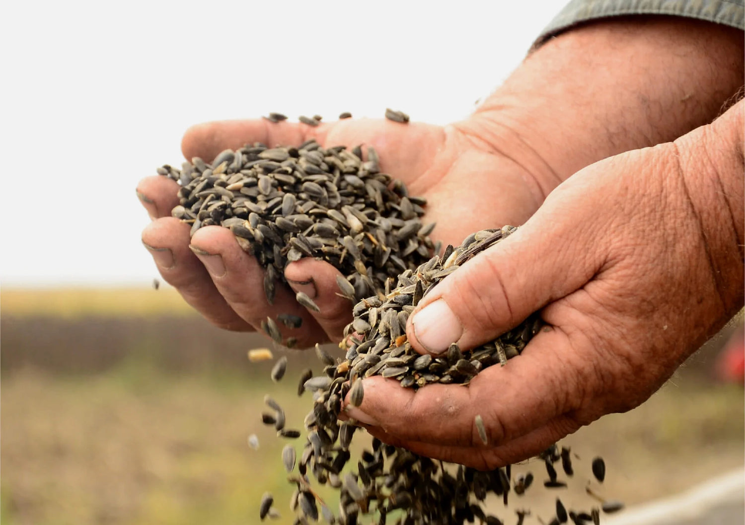 Seeds